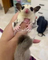 Sugar Gliders Male and Female for Sale
