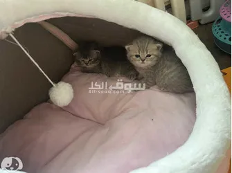 Scottish Fold Kittens for sale