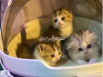 Scottish Fold Kittens for sale - 2