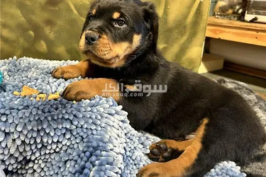 Rottweiler Puppies Available for sale