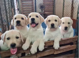 Labrador Puppies for adoption