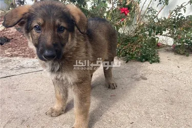 German Shepherd Puppies for sale