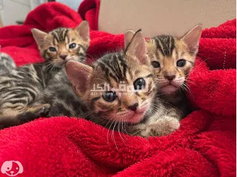 Bengal Kittens for sale