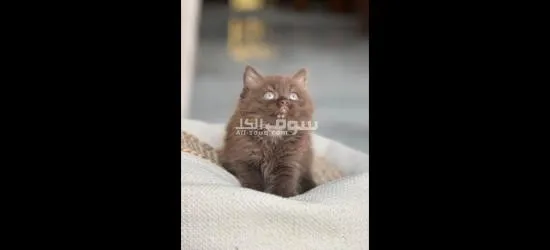 الشارقة مويلح