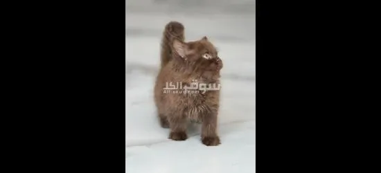 الشارقة مويلح - 2