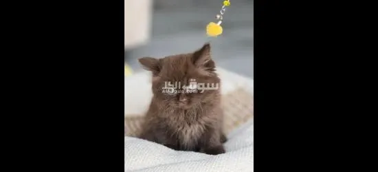 الشارقة مويلح - 3