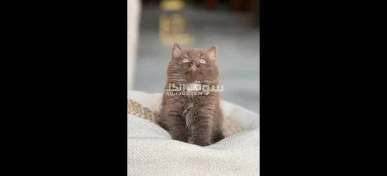 الشارقة مويلح - 5