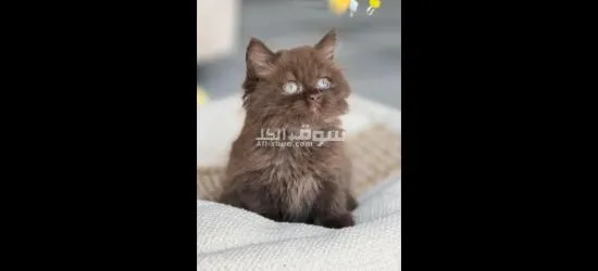 الشارقة مويلح - 6