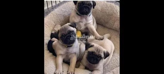 Pog puppies for free adoption