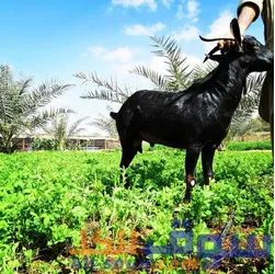 ****** صلالي في الإمارات منطقة ام القيوين