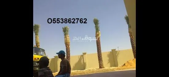 Date Palm delivery and planting - 3