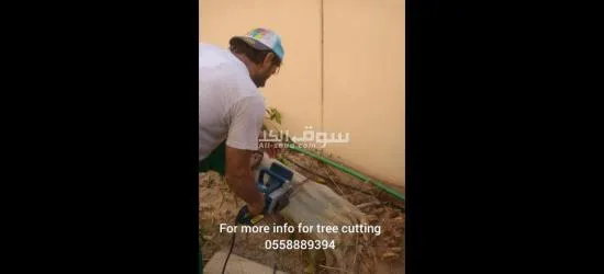 Tree cutting and disposal - 3