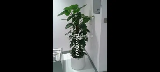 OFFICE INDOOR PLANTS AND POTS - 6