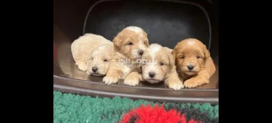 Amazing males and females Maltipoo puppies for sale - 2