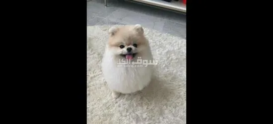 قطط التبني للبيع - 2