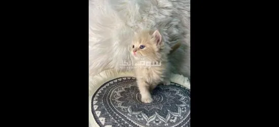 قطط التبني للبيع - 3