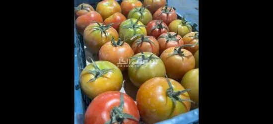 المحاصيل الصيفية - 5