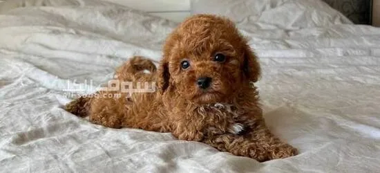 Maltipoo toy poodles available, both male and female - 2
