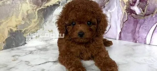 Maltipoo toy poodles available, both male and female - 3