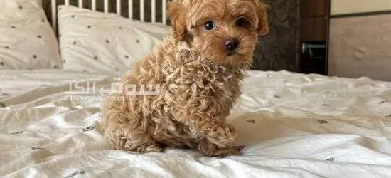 Maltipoo toy poodles available, both male and female - 4