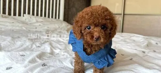Maltipoo toy poodles available, both male and female - 5