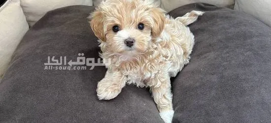 Maltipoo toy poodles available, both male and female - 6