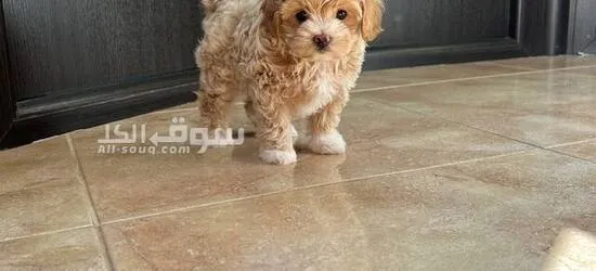 Maltipoo toy poodles available, both male and female - 7