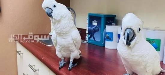 Cockatoo parrots available - 2