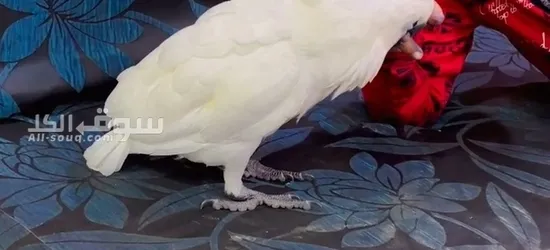 Cockatoo parrots available - 3