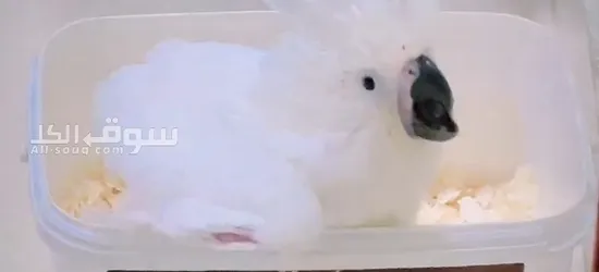 Cockatoo parrots available - 4
