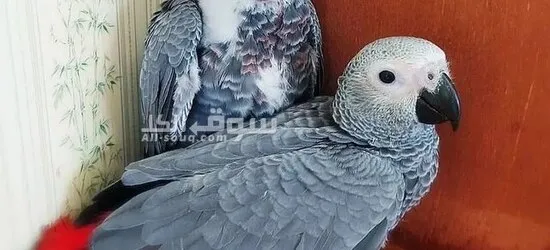 African Grey parrot - 2