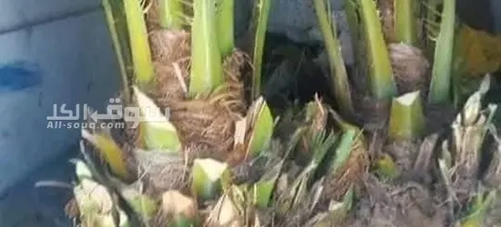 نخيل عربي بجميع انواعه