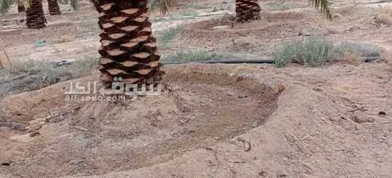 نخيل عربي بجميع انواعه - 2