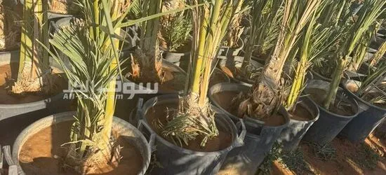 نخيل عربي بجميع انواعه - 4