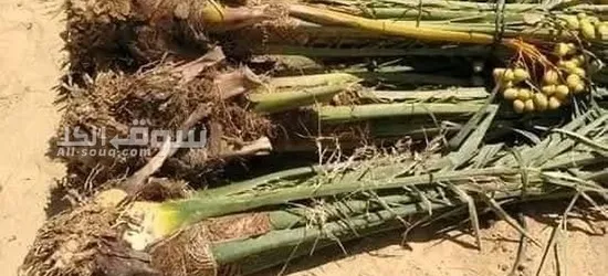 نخيل عربي بجميع انواعه - 5