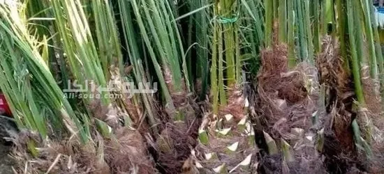 نخيل عربي بجميع انواعه - 6
