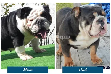 Male and Female Purebred English Bulldog Puppies