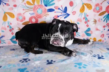 Male and Female Purebred English Bulldog Puppies - 2