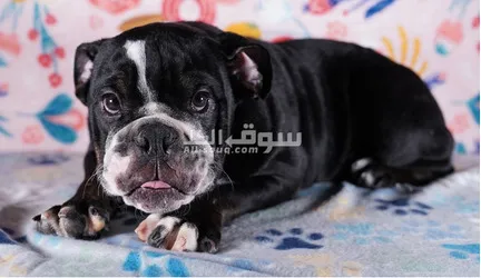 Male and Female Purebred English Bulldog Puppies - 3