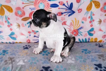 Male and Female Purebred English Bulldog Puppies - 4