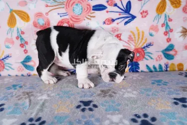 Male and Female Purebred English Bulldog Puppies - 5