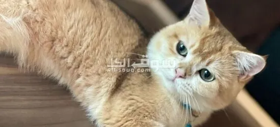 ذكر برتش جولدن NY11 للتزاوج فقط