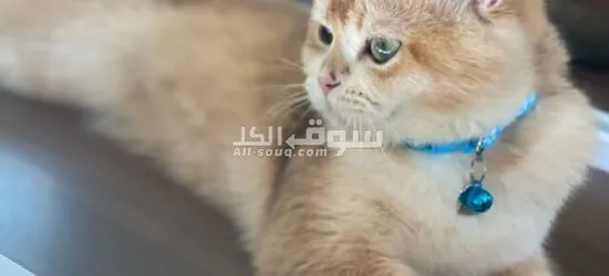 ذكر برتش جولدن NY11 للتزاوج فقط - 2