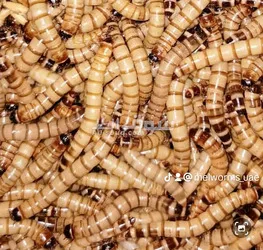 ميل ورم حي و سوبر ورم حي