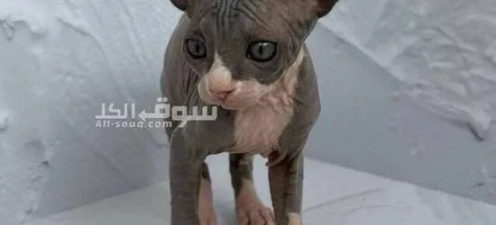 Adorable syphnx kitten for sale