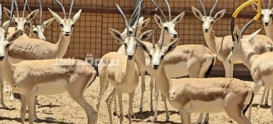 غزال الريم العربي