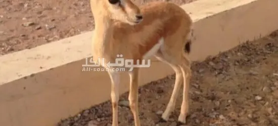 غزال الريم العربي - 3