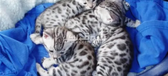 Bengal Kittens for Sale
