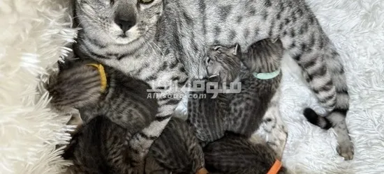 Lovely Savanah kittens for sale