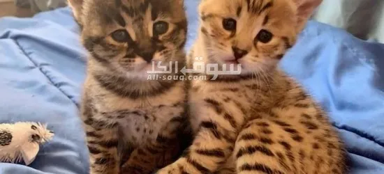 Great Personality Male And Female Savanah Kitten For Sale